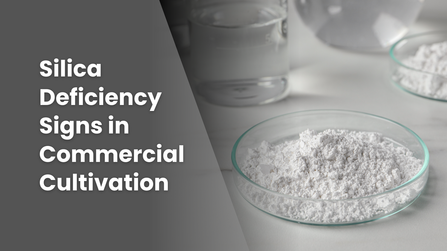 Featured image for a blog article, "Silica Deficiency Signs in Commercial Cultivation" with an image of white powder in a glass dish.